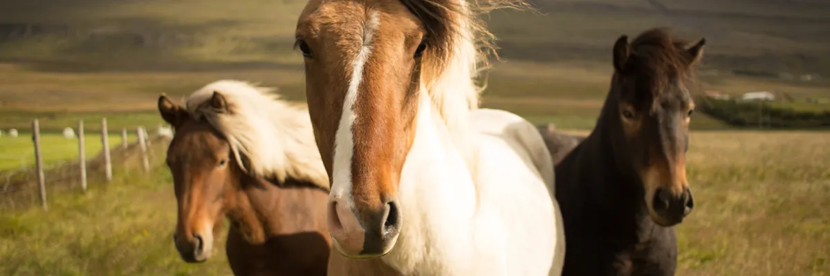 Society of Equine Behaviour Consultants – Prioritising Safety Society of Equine Behaviour Consultants - Prioritising Safety