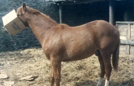 SEBC Horse Behaviour Specialists