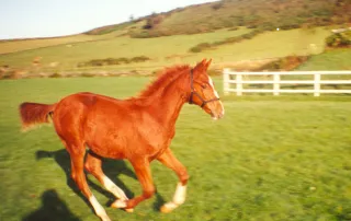 Society of Equine Behaviour Consultants Society of Equine Behaviour Consultants Professional Training