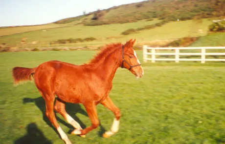 Society of Equine Behaviour Consultants Society of Equine Behaviour Consultants Professional Training