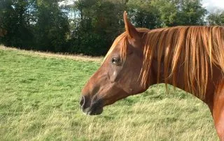 Equine Behviour Consultants Equine Behviour Consultants