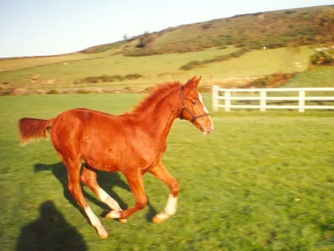 Society of Equine Behaviour Consultants Professional Training