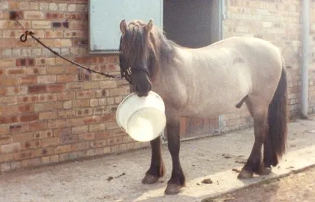SEBC Equine Behaviour Specialists