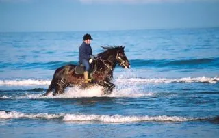 Equine Behaviour Specialists Equine Behaviour Specialists