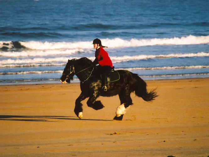 Society of Equine Behaviour Consultants - find a consultant
