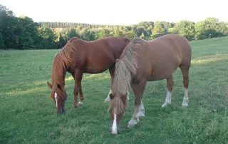 Society of Equine Behaviour Consultants Society of Equine Behaviour Consultants
